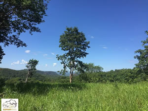 Several regions in Brazil offer the year-round temperatures that allow elephants to be outside, day and night, 365 days a year. Also the diverse flora and biodiversity, with a variety of grasses, vines, shrubs, bushes and trees, is ideal for elephants.